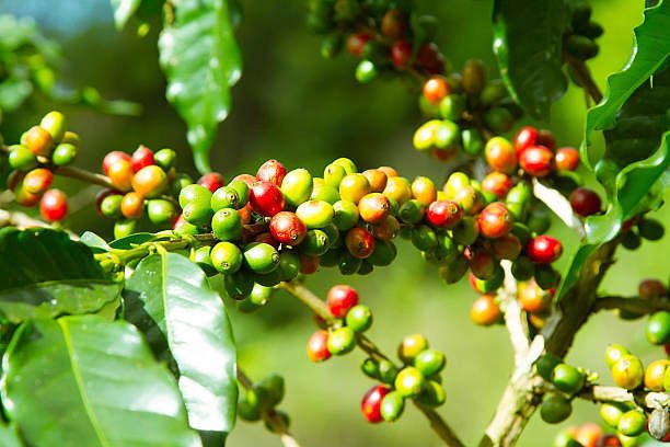 #coffeebean #ThursdayCoffee 
 Good looking ✨ coffee bean from mubuga only ✨ they are the best👌🏽☕️ 
#mubugabiocoffee #CoffeeTime #coffeebean <a href="/Egide57017466/">Egide Rugema</a> <a href="/BaristaDamour/">D'amour barista Rw</a>