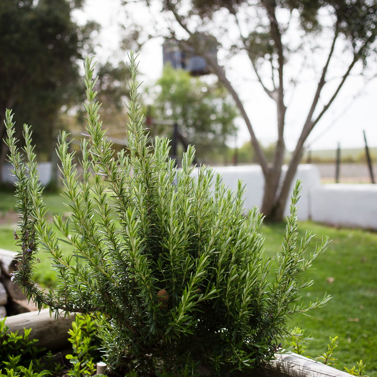When staying at the Manor House at Doran, guests can immerse themselves in the beauty of the surrounding gardens and mountain views. Our herb garden is available for guests' personal use &amp; has fresh herbs for flavouring meals, including spearmint, rosemary, nasturtium, &amp; thyme.