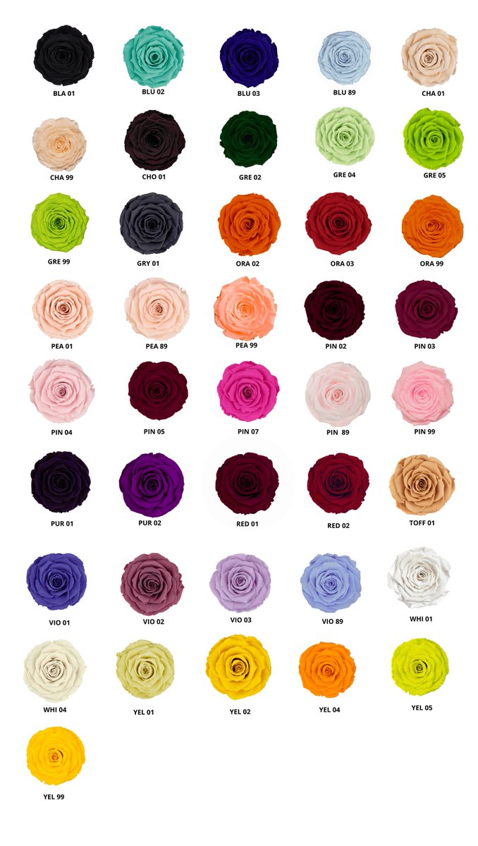 endlessblossoms's tweet photo. When you want the best, Rose Amor Luxury Ecuadorian Preserved Rose Six Packs https://t.co/meMs4ou9z8 #weddingflowers #infinityroses # #rose #decor #foreverrose #preservedroses #ecuadorianroses #foreverroses #bulkpreservedroses #flowers https://t.co/m5Hu79Btz9