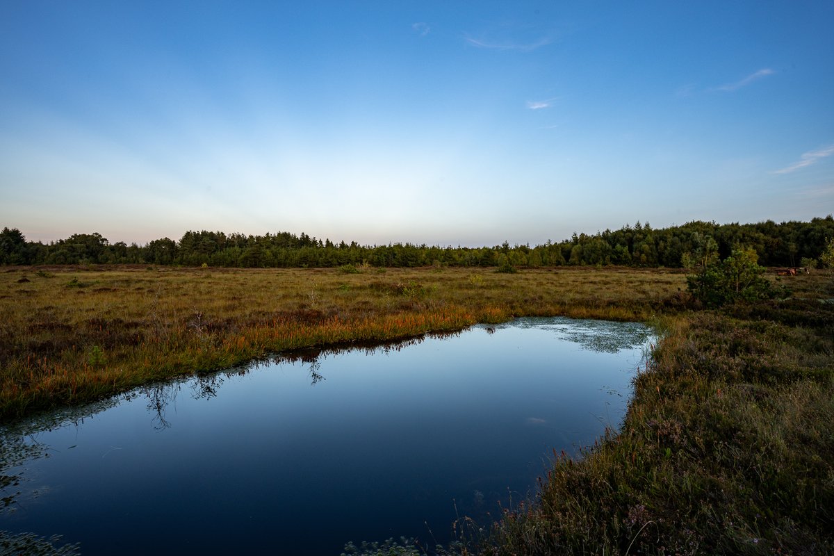 Friends of Ardee Bog tweet media