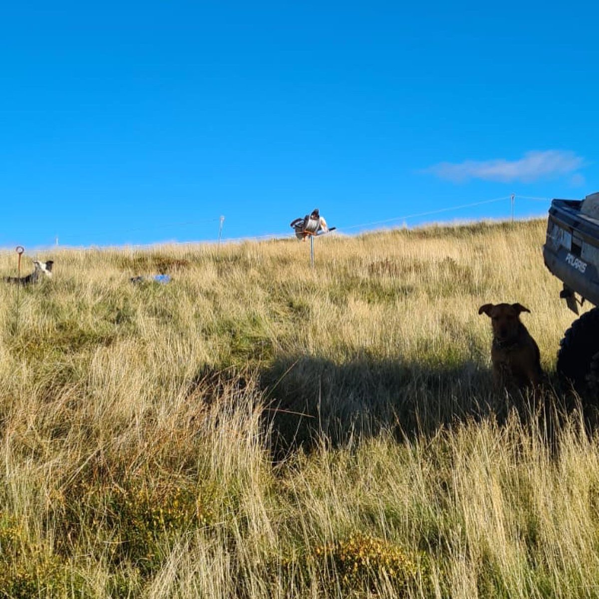 PoweredPasture's tweet photo. It’s #soilawarenessweek & with livestock concentrate prices breaking new boundaries it’s never been a more opportune time to sub-divide & conquer your grazing
📸 Photos taken on our hill blocks at #PoweredPasture HQ,Rotmell Farm,Perthshire,Scotland
Visit https://t.co/V1ZhfWayGD https://t.co/gR8pdQMiXt