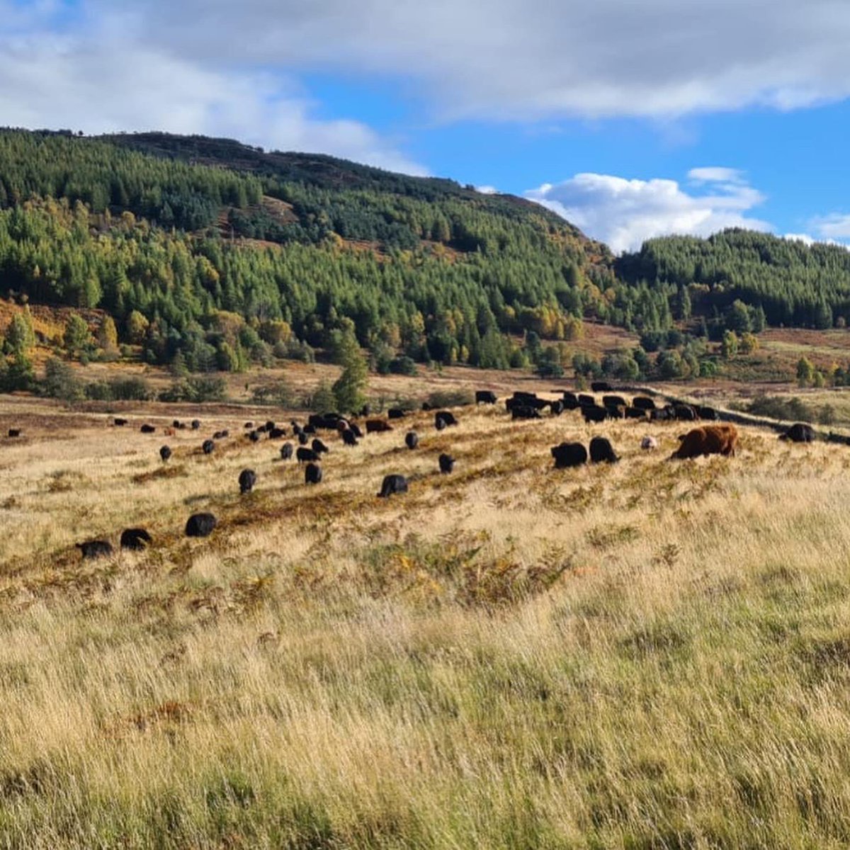 PoweredPasture's tweet photo. It’s #soilawarenessweek & with livestock concentrate prices breaking new boundaries it’s never been a more opportune time to sub-divide & conquer your grazing
📸 Photos taken on our hill blocks at #PoweredPasture HQ,Rotmell Farm,Perthshire,Scotland
Visit https://t.co/V1ZhfWayGD https://t.co/gR8pdQMiXt