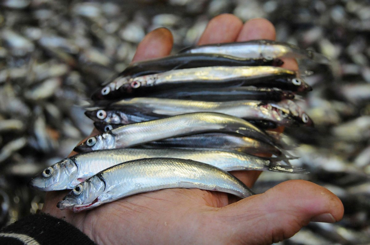 Havforskningen's tweet photo. Capelin matters. After this week's #capelin2022 symposium in Bergen, we hope to have an even better foundation for sustainable fisheries management. Thanks to all who participated! https://t.co/qRTj0sBWw8