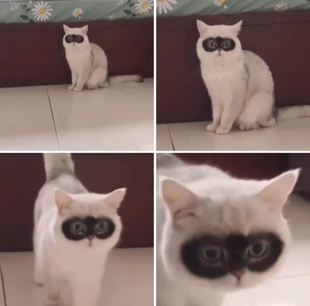 Fred From Brooklyn tweet media