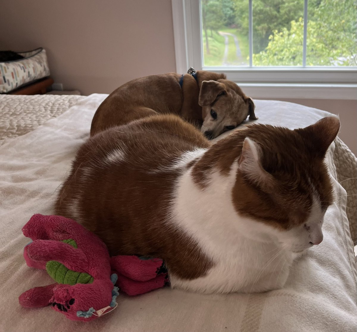 agkenner's tweet photo. @SimonsCat Cat and dog loafs. https://t.co/yA3zkN8zlx