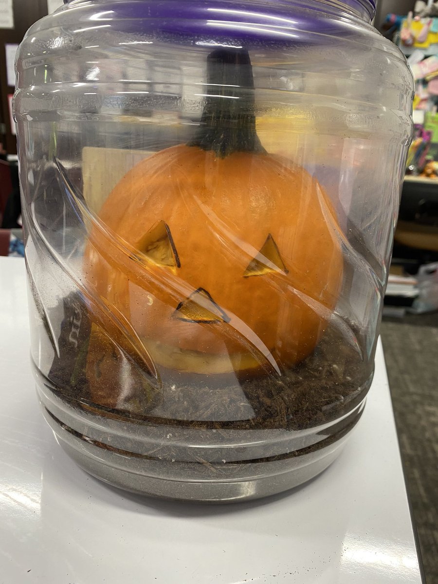ashworth_kara's tweet photo. This morning at community time we read Pumpkin Jack. We are excited to watch our very own Pumpkin Jack decompose and regrow. #pumpkinlifecycle ๐@HumbleISD_CE https://t.co/O67JP3NXkd