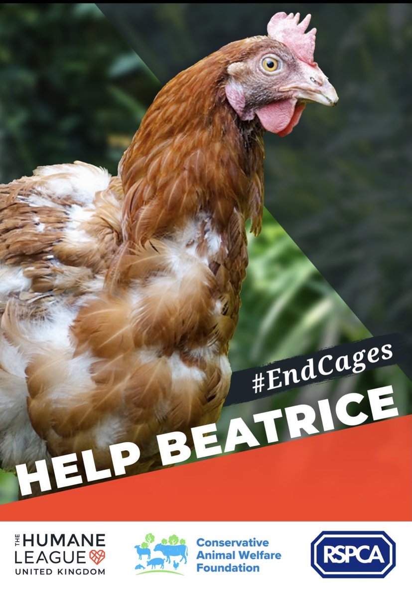 ConservativeAWF's tweet photo. This World #CageFreeDay, We call for @DefraGovUK to release the long awaited consultation on the use of cages for laying hens. Millions of hens suffer in tiny cages with hardly enough room to spread their wings #HelpBeatrice https://t.co/Bj4Sm2J860