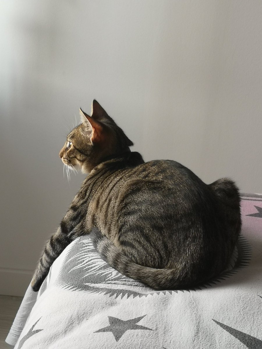 vaemortuis's tweet photo. meet cookie :> https://t.co/O33EOuQFdo