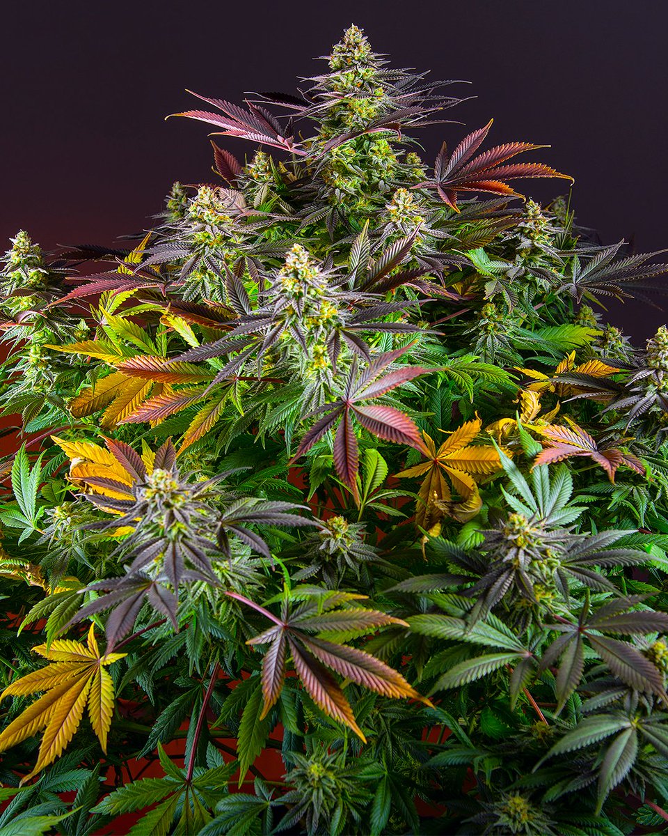 Sweet Seeds® tweet media