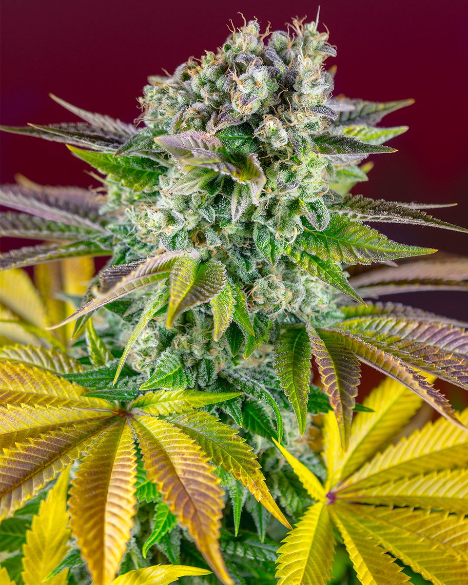 Sweet Seeds® tweet media