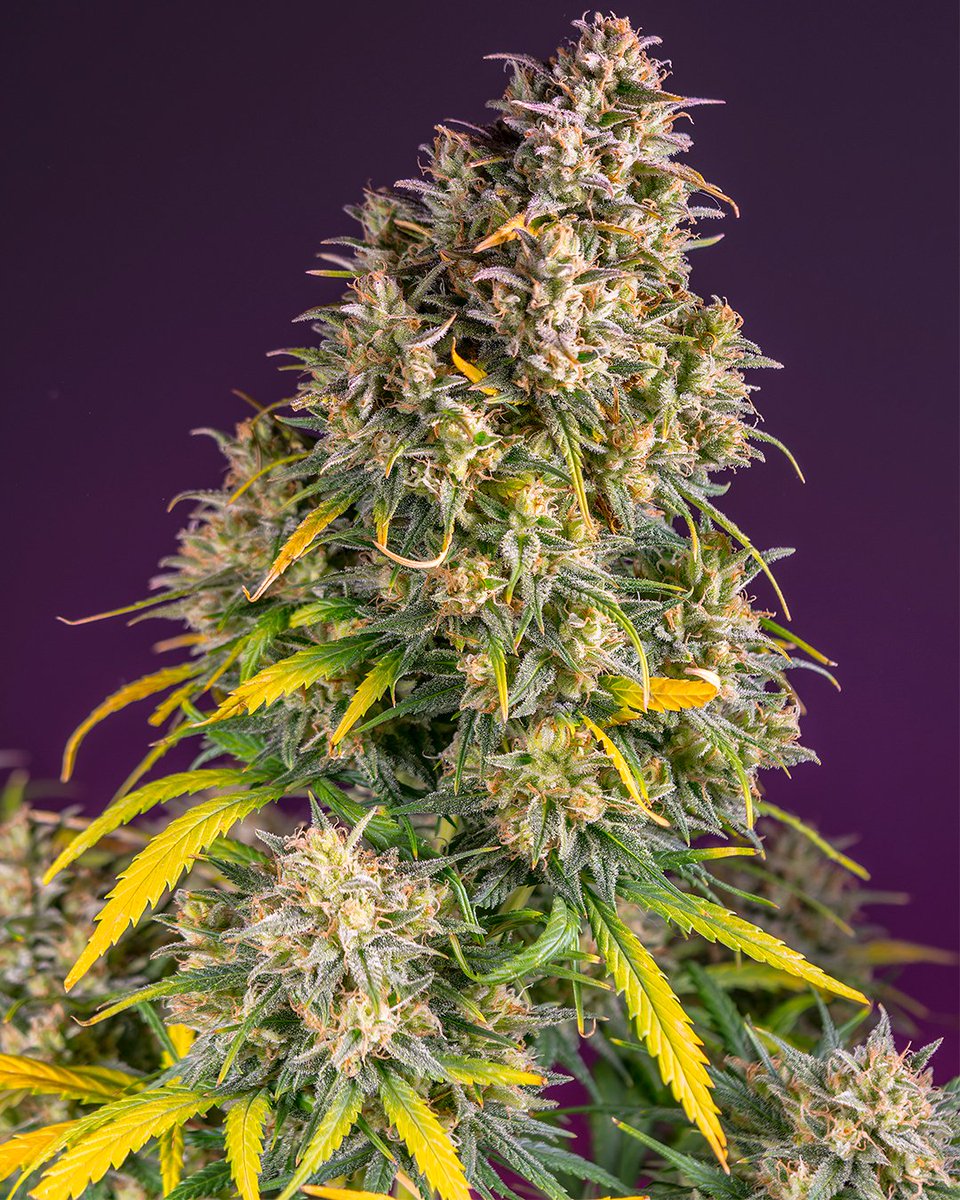 Sweet Seeds® tweet media