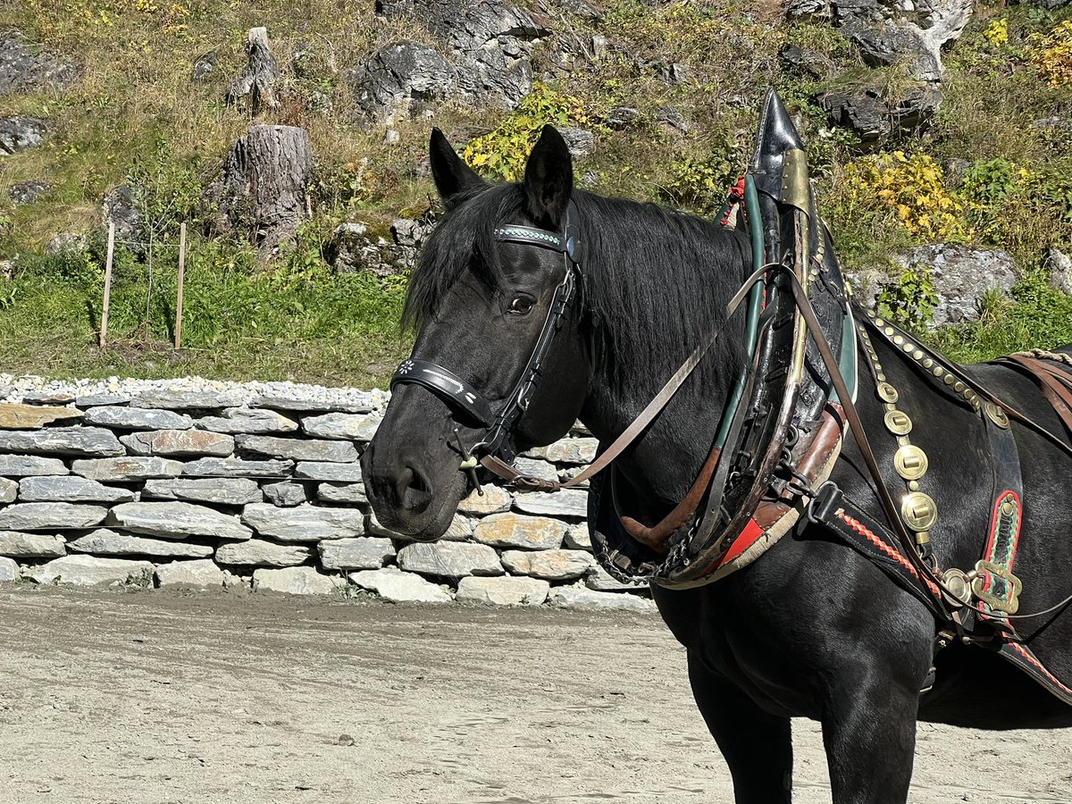 postgut's tweet photo. Herbstzeit = Trainingszeit für unsere Noriker 
🐴🐴🐴🐴🐴
#noriker #lungau #salzburgerland #norikerreithotel #reiturlaub #loveobertauern https://t.co/0ye9i9qV2R