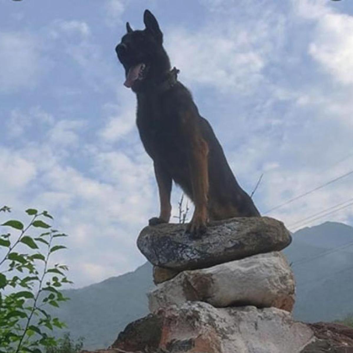 Tributes to Zoom, the army dog who passed away after being shot by terrorists in Kashmir. He deserves his statue in this same pose at this place to commemorate his bravery. <a href="/adgpi/">ADG PI - INDIAN ARMY</a>