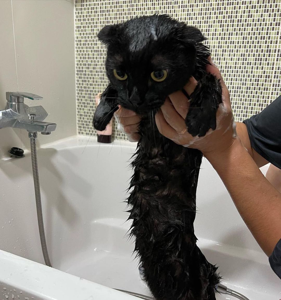 catsforus's tweet photo. dragon https://t.co/Wc47g1c94i