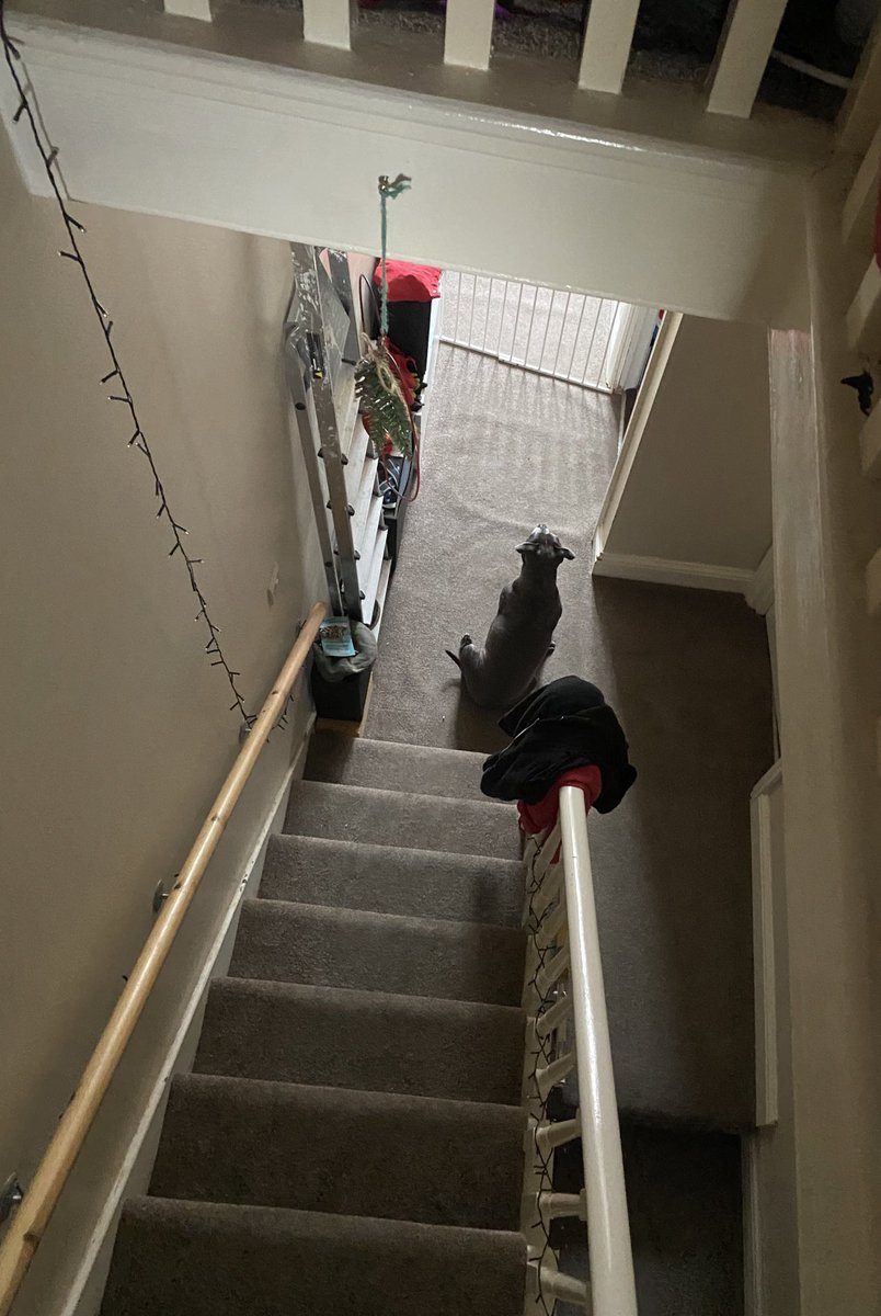 acserrao76's tweet photo. #DapperBoy waited for ages for #CookieGirl…  we are still waiting to see if she’s on surgery list tomorrow if not possible today, as they had a life or death situation with another pet at the vets 🤷🏽‍♀️ https://t.co/3lzw7Fy4i2