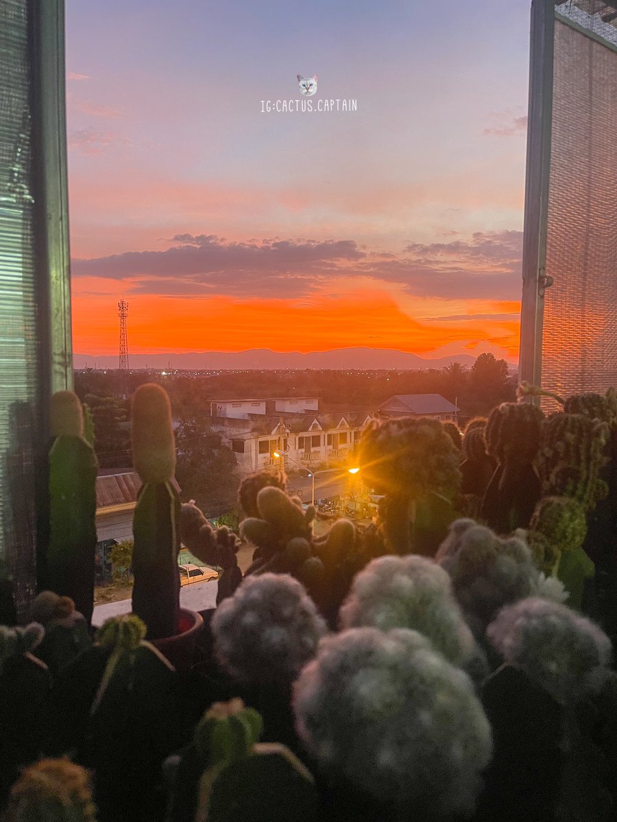Giftzyink's tweet photo. Vanilla sky 🌤️🥰

 #lobiviagiftzy #lobiviaflower #lobiviacactus #succulents #lobivialover #lobiviathailand  #graden #cactusthailand #beautifull #cactusgarden  #โลบีเวีย  #แคคตัสน้อยของชุ #อิชินอป  #กระบองเพรช  #bloom #sunset  #vanillasky #เดี่ยว13 https://t.co/haydn42HAR