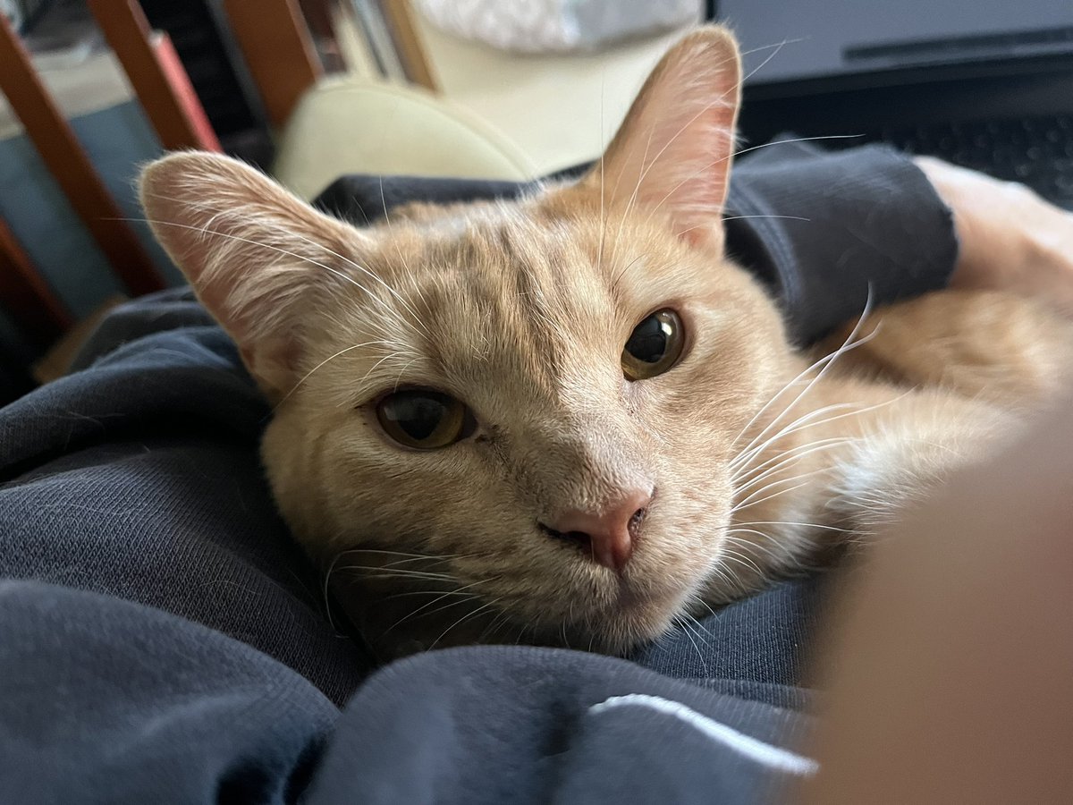jolene_mcilwain's tweet photo. Your morning Geoffโฆ as I try to use my iPad to catch up on emailsโฆ #cuddlecats #CatsOfTwitter #writercats #purr https://t.co/jwg1XLIMTT