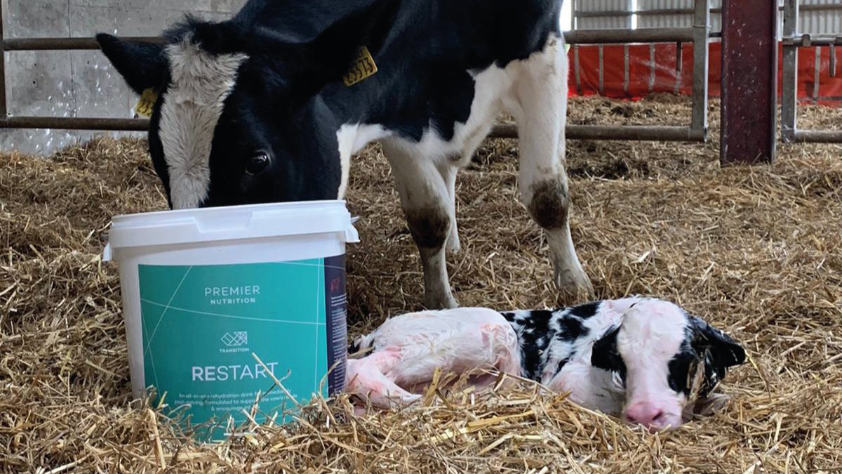 ruminantpremier's tweet photo. Restart comes in a 15kg tub, or 20kg bag and each dose is 1kg of powder stirred into 5 litres of hot (65ºC) water then topped up with 15-20 litres cool water. Offer within 10-20 minutes of calving for max. benefit but can be used up to 2 hours post-calving #bettertransition https://t.co/A82KVIHUwG