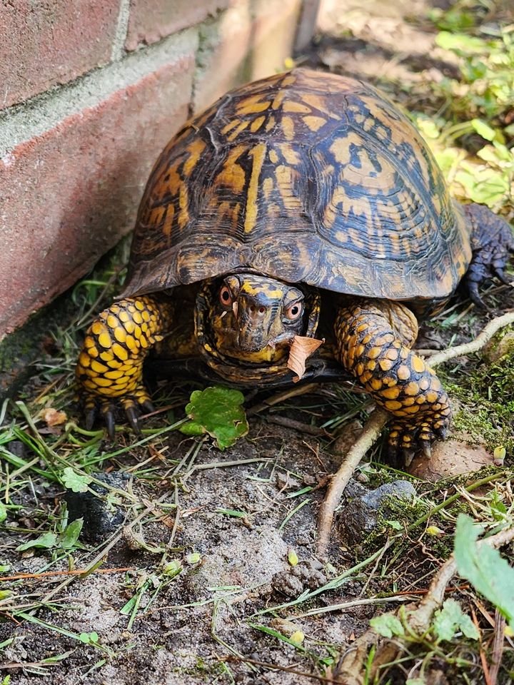 This turtle came to the right door today! At SAFE on Main, we specialize in safety planning. Our staff helped this little guy cross Main street safely.