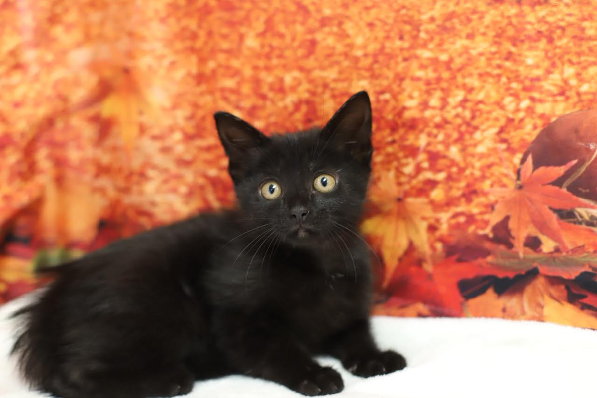 HSoMC's tweet photo. #thriftythursday is here meaning all Cat and Kitten adoption fees are half off!  And boy do we have plenty of kittens!!  Stop in today between 12-7 pm!
#adopt #shelterkitten #adoptakitten #hsomc #foreverbeginshere https://t.co/zV3fuM2iwM