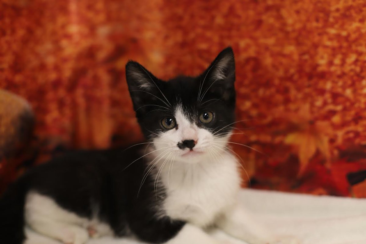 HSoMC's tweet photo. #thriftythursday is here meaning all Cat and Kitten adoption fees are half off!  And boy do we have plenty of kittens!!  Stop in today between 12-7 pm!
#adopt #shelterkitten #adoptakitten #hsomc #foreverbeginshere https://t.co/zV3fuM2iwM