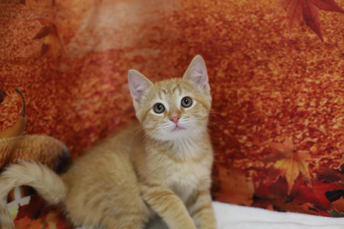 HSoMC's tweet photo. #thriftythursday is here meaning all Cat and Kitten adoption fees are half off!  And boy do we have plenty of kittens!!  Stop in today between 12-7 pm!
#adopt #shelterkitten #adoptakitten #hsomc #foreverbeginshere https://t.co/zV3fuM2iwM