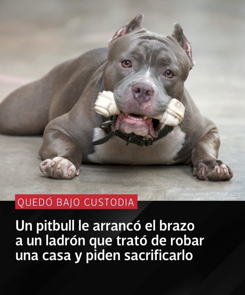 BANCO A FULL AL PITBULL...!!!
El PITBULL entiende el concepto de la propiedad mucho mejor que políticos (aún los que se hacen llamar liberales y trabajan para socialistas) y ciertos jueces.
Castigar al PITBULL, es a futuro perros no guardianes, por ende bajar el costo al delito.
