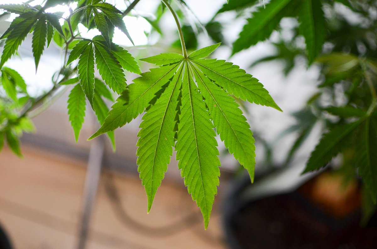 cannainvestors tweet picture