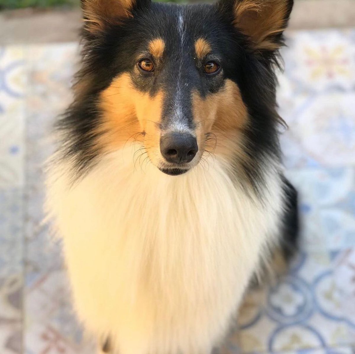 La idea era pasar un fin de semana largo en familia. Los que son perreros saben lo difícil que es tomar la decisión de dejar a tu mascota con alguien ajeno a tu entorno. Más en el caso de Quila: