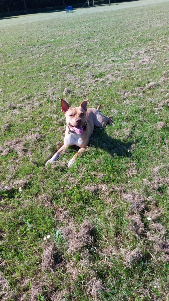 Stanley is een gecastreerde reu. Sociaal naar andere honden, kan prima met mensen. Drukke kleine kinderen vindt hij niet fijn. Top hond die los kan lopen en prima luistert. Omdat Stanley een Amstaff is, is het moeilijk een juiste nieuwe eigenaar te vinden. RT aub!!  🙏🙏