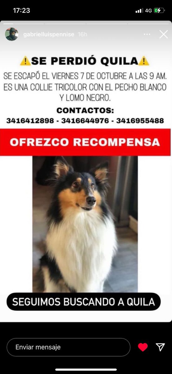 b_pauuuu's tweet photo. Puede hacerlo desde el anonimato. Nosotros sólo deseamos que regrese a su hogar. Para quien la devuelva, OFRECEMOS RECOMPENSA https://t.co/3gpuklAnzs