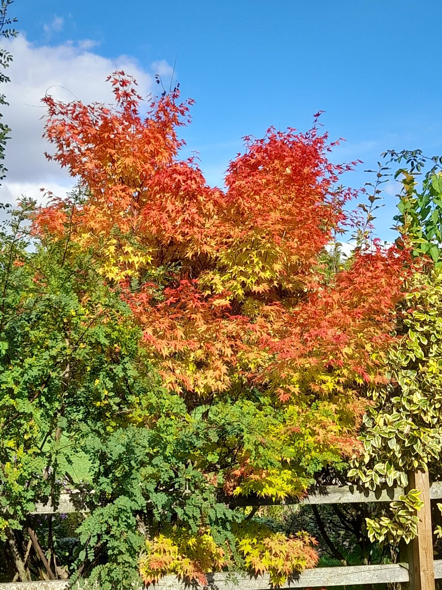 Finally persuaded myself to get outside for a walk. I feel so much better for it. Must make it a daily activity. #exercise #sunnyday
