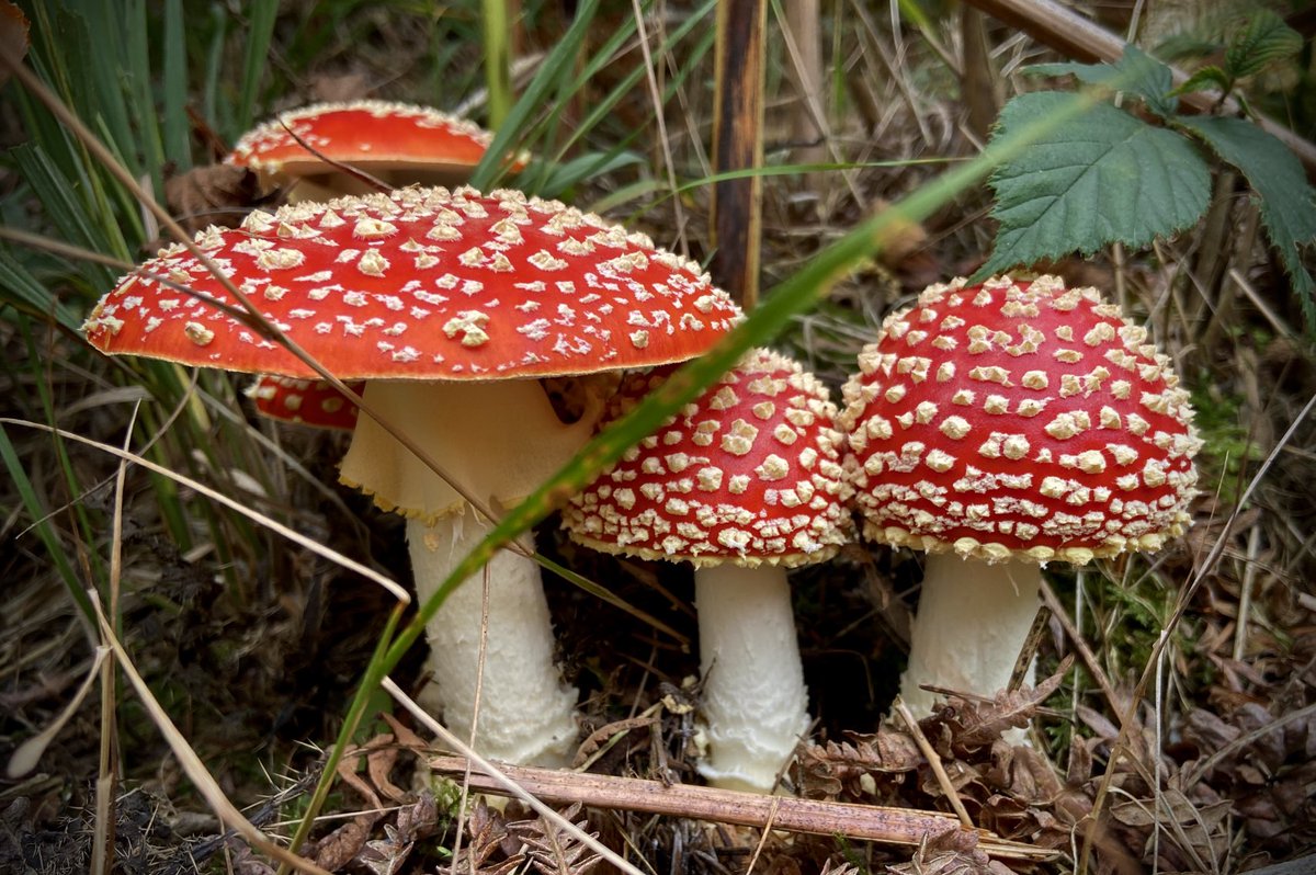 bernoid's tweet photo. Fly Agaric - Amanita muscaria #fungi https://t.co/QF2idVpbwI