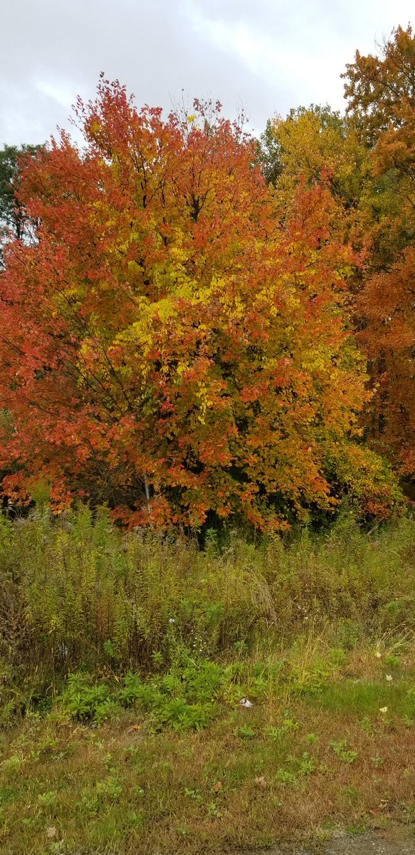 Fall colors at NVO