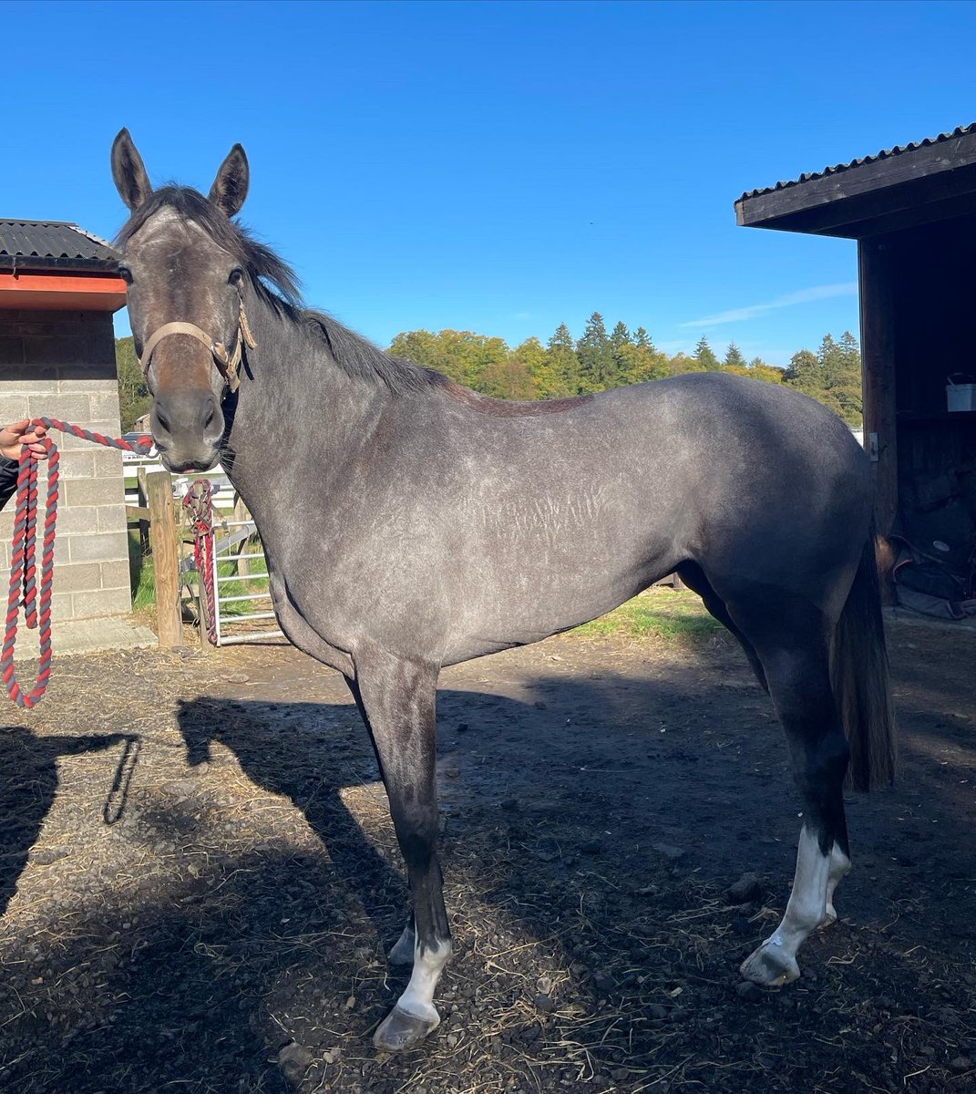 K_scottracing's tweet photo. Justathimble looking fabulous in the sun after her hair cut today.

#clippingseason💇🏽‍♂️ https://t.co/unBMkmNLc5