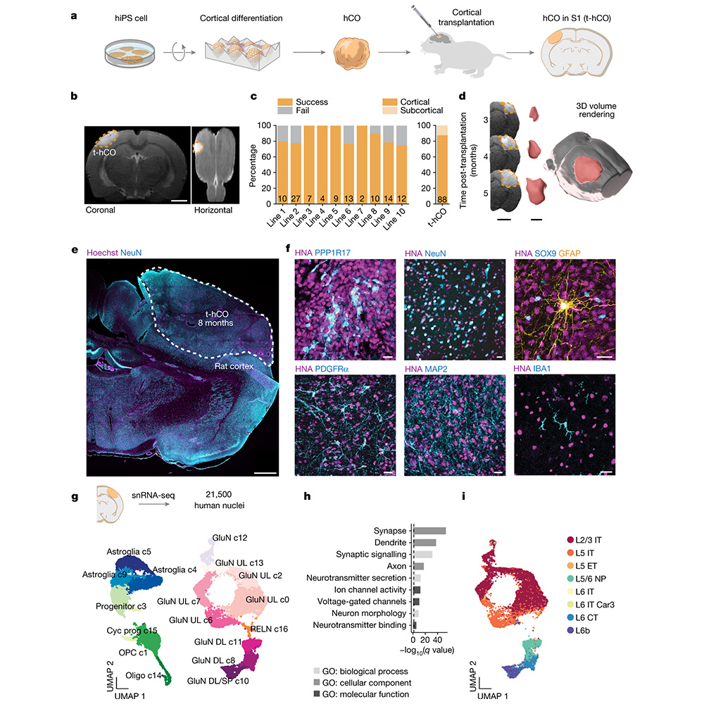 Human stem cell-derived brain-like tissue is found to integrate with the brains of newborn rats and influence behaviour, reports a <a href="/Nature/">nature</a> paper. The findings may improve our ability to produce realistic models of human neuropsychiatric diseases. go.nature.com/3eqIXYh