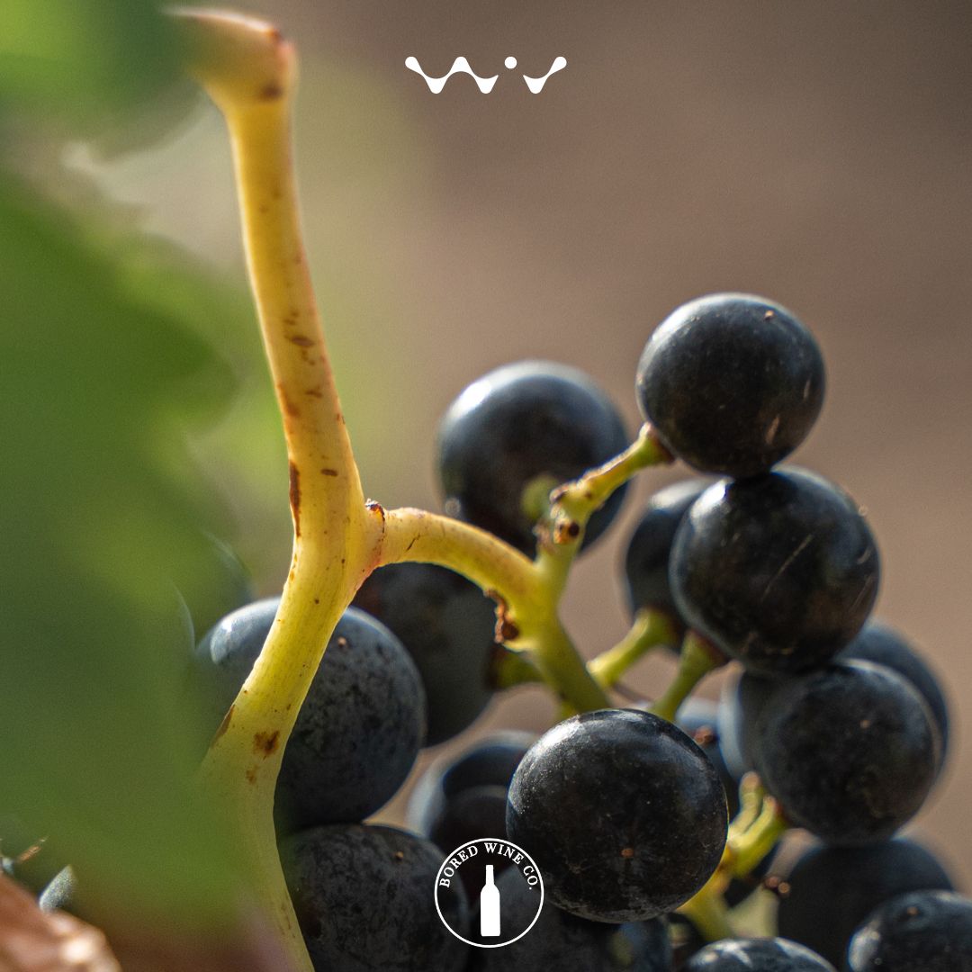 GM! happy Monday and fantastic start of the week.

boredwineco.xyz

#metaverse #blockchain #web3 #technews #wine #finewine #harvest #wineharvest