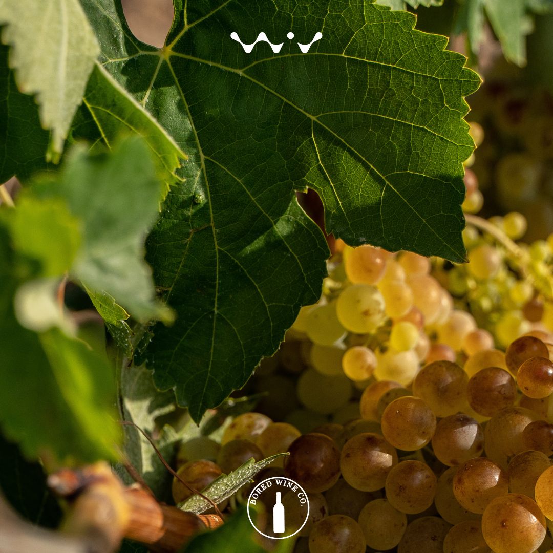 BoredWine's tweet photo. What's your favorite type of wine? 

#metaverse #blockchain #web3 #technews #wine #finewine #harvest #wineharvest https://t.co/Ogb3tgAwdF