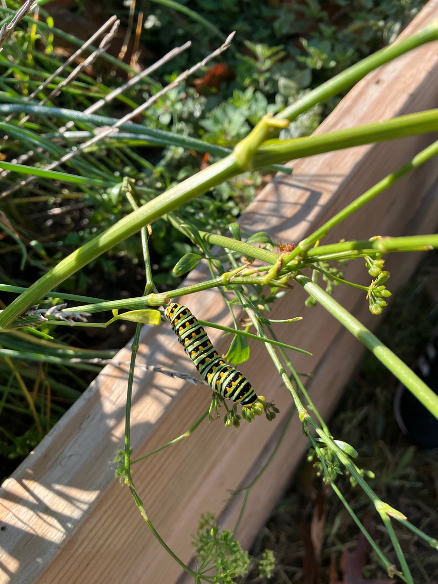 princetonK12's tweet photo. SPOTLIGHT on Sustainability: Students are enjoying October in the Johnson Park School garden. For details, see the JP website: https://t.co/Y8ITWbk2X9   #PPS #johnsonpark #sustainablePPS https://t.co/I81Y7zASaa