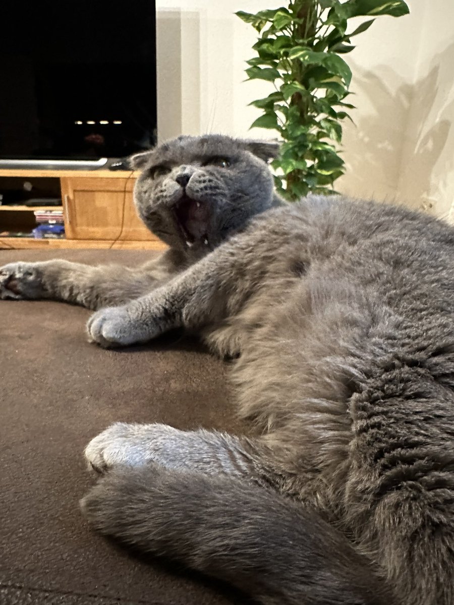 Er brüllt wieder wie ein Löwe 🥹😂