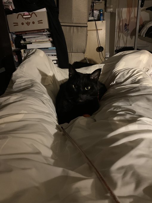 事務的にネコチャンと遊んでる 