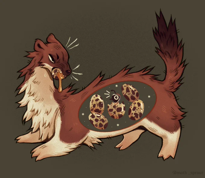 Weasels always full of EGG  