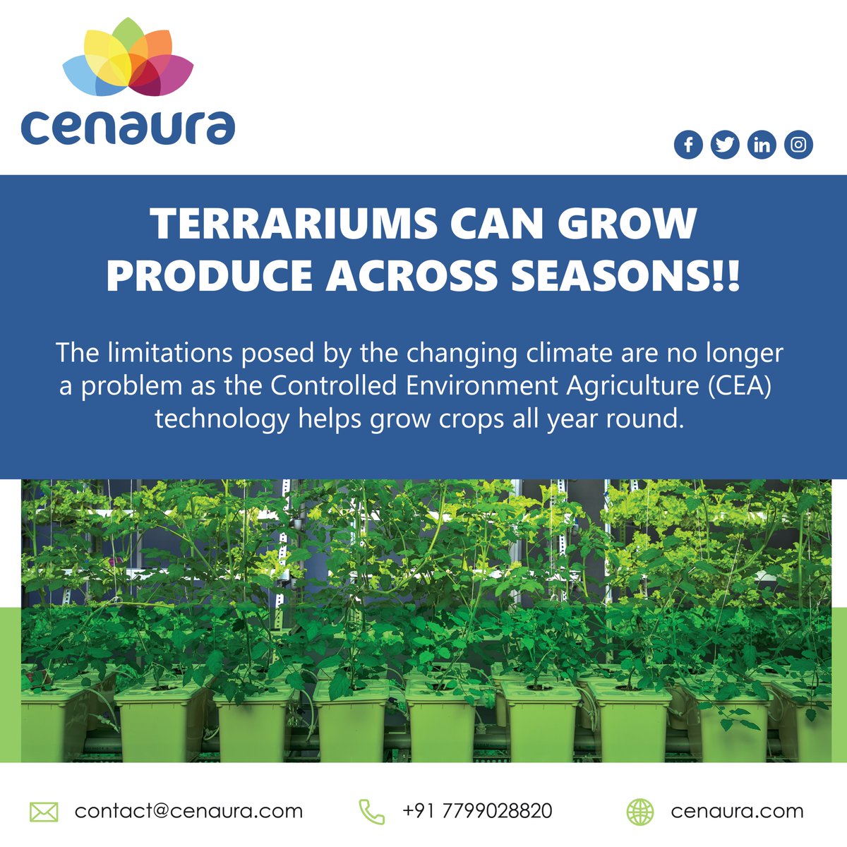 cenauratech's tweet photo. Terrariums can grow produce across seasons!!
#growyourownfood #gardening #growyourown #garden #homegrown #organicgardening #vegetablegarden #organic #kitchengarden #gardenlife #ediblegarden #urbangarden #allotment #growwhatyoueat #vegetables #backyardgarden #veggiegarden https://t.co/dzh6OvCAV3