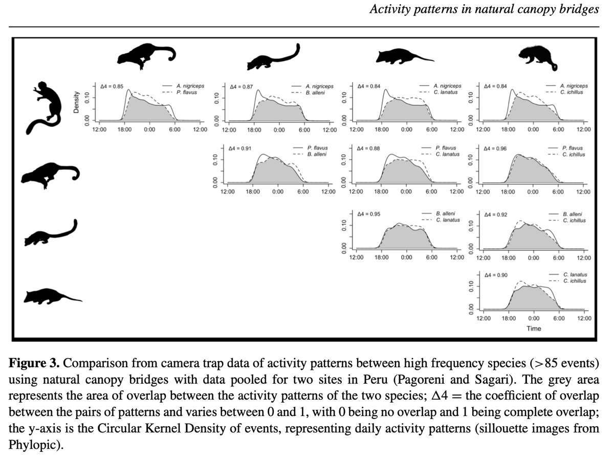🚨 Paper alert! Analizamos los patrones de actividad de mamíferos arbóreos que utilizaron puentes de dosel en el Bajo Urubamba, Cusco. 
He disfrutado este proceso, desde el trabajo de campo (hace 10 años!) hasta el análisis de datos y preparación del manuscrito  #CienciaPeruana