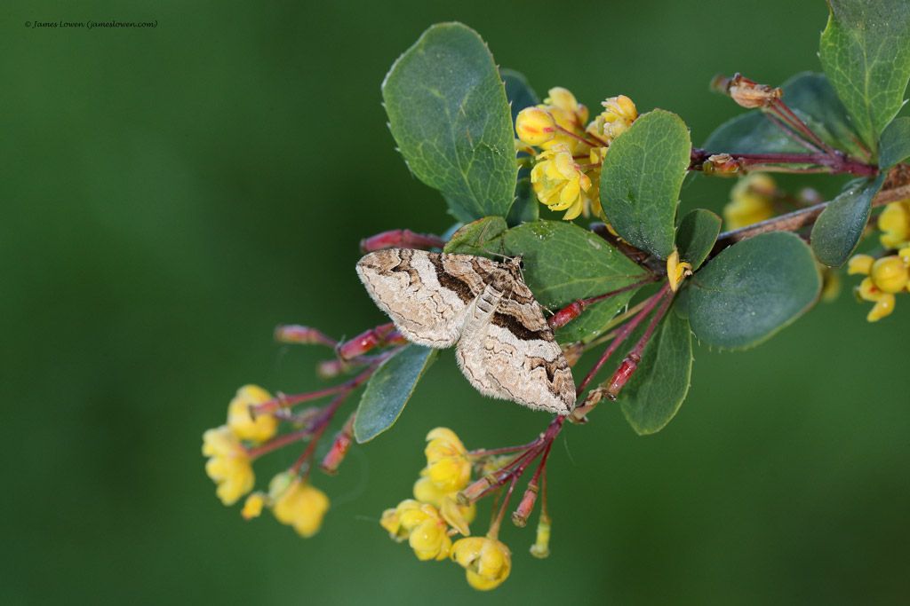 Today's #NationalHedgerowWeek featured species is the Barberry Carpet (Pareulype berberata) 🌿🦋 As the name suggests, the caterpillars of this delicately patterned moth depend on Barberry plants. 📸: James Lowen #SaveButterflies #MothsMatter
