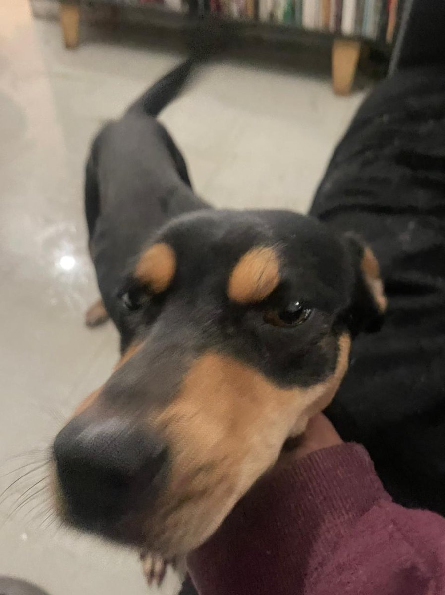 Él es humo, el perrito abandonado que encontró <a href="/dulcedianita/">Dulce Diana</a> en un parque. Si alguien quiere adoptarlo, por favor mandé un mensaje a bullterrierfm@gmail.com.