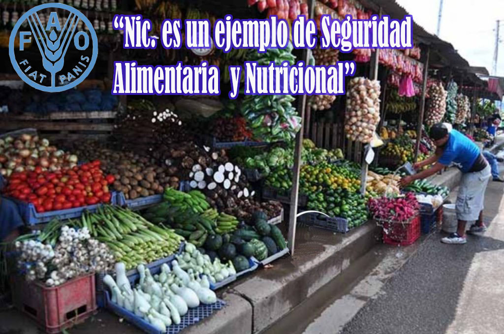 La FAO Señalo: “que Nic. es un ejemplo de Seguridad Alimentaria y Nutricional, por la aplicación de mejores prácticas en los bancos comunitarios de semillas y la implementación de estrategias participativas de fitomejoramiento”. Hemos alcanzado el 90% de Seguridad Alimentaria.