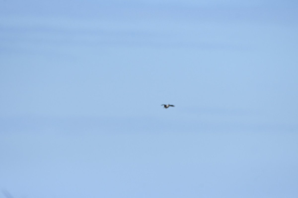 Holburn Moss @WeBS_UK survey tick today in the form of a Jack Snipe, giving views typical of the species… @NTBirdClub