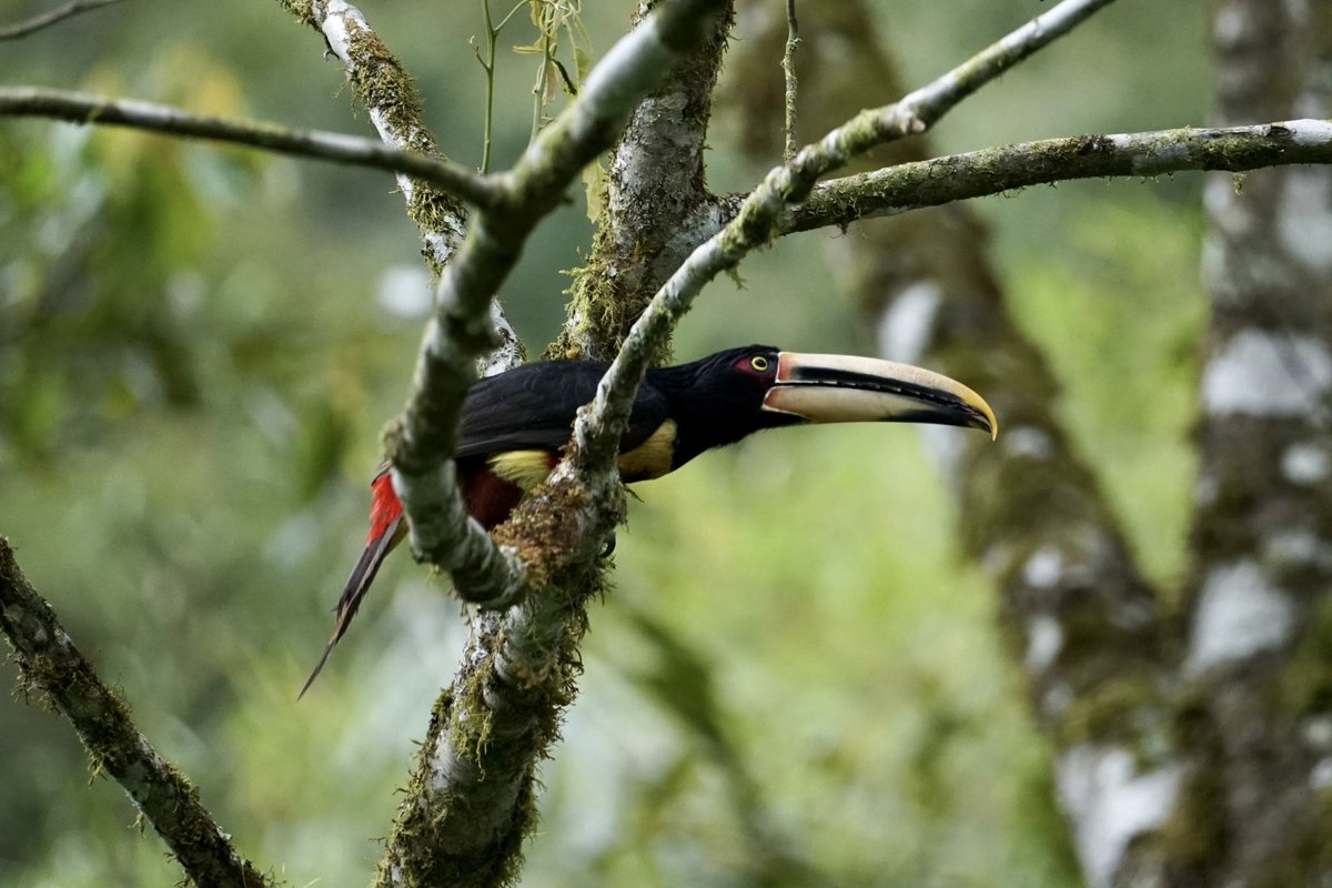 Another gem of the #Ecuador cloud forest. A Pale-mandibled Aracari #Toucan 

For our beautiful #LivingPlanet we need to halt and reverse #biodiversity loss

#LPR2022 #nature #forests #NaturePhotography #SonyAlpha #BirdsSeenIn2022