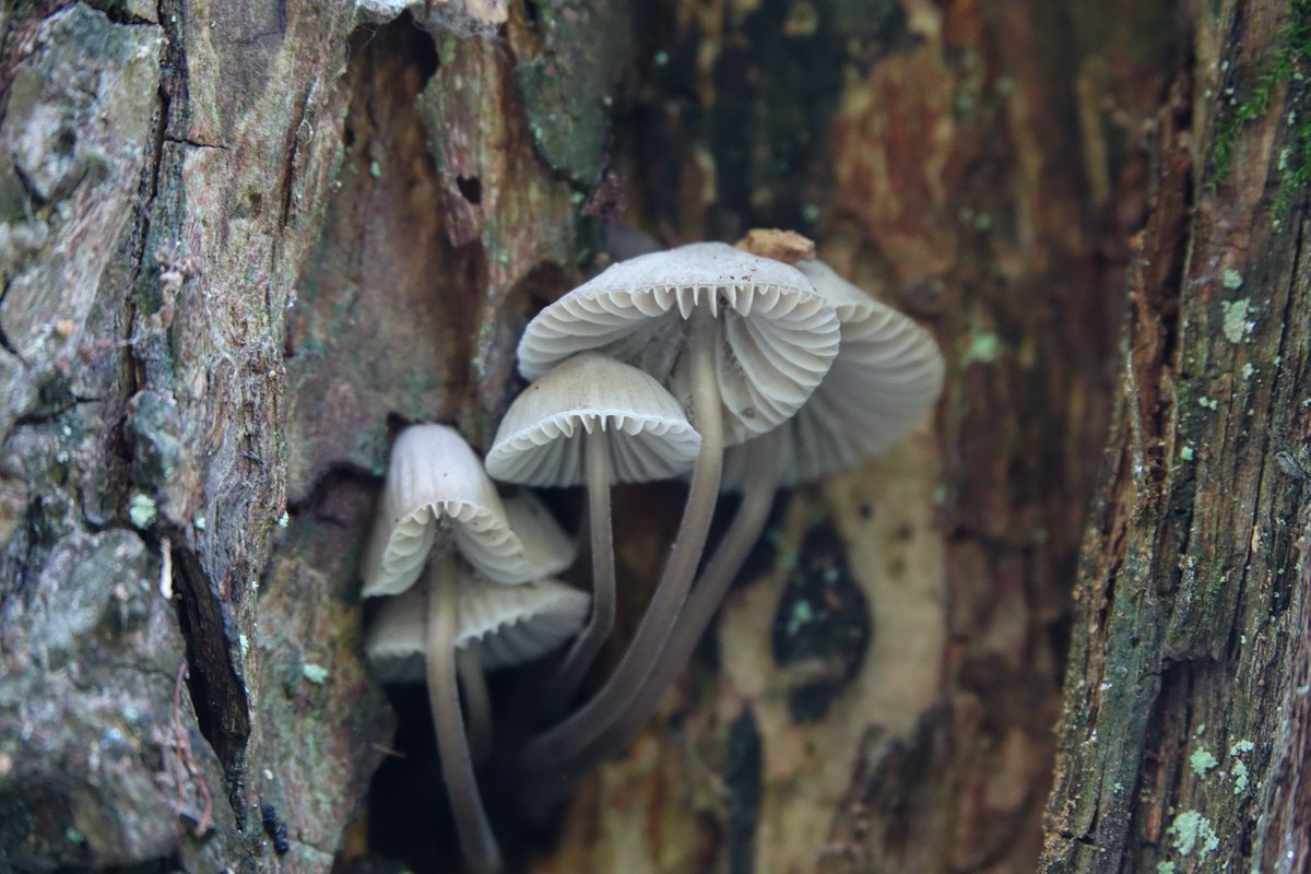 Patrmeert's tweet photo. Nauwelijks zichtbaar op knotwilg. Aalst kluizenbos. #NaturePhotography https://t.co/fSlIkHYjwA